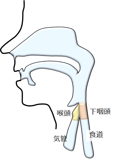 図24：頸部食道、咽頭、喉頭、気管の模式図