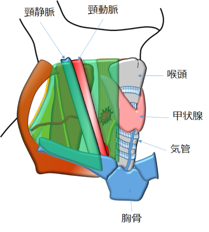 図26：頸部食道がん手術での切除範囲（緑色で囲まれた部分）