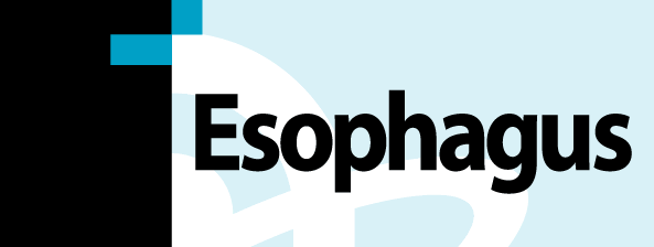 Esophagus