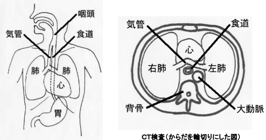 図1：食道の解剖