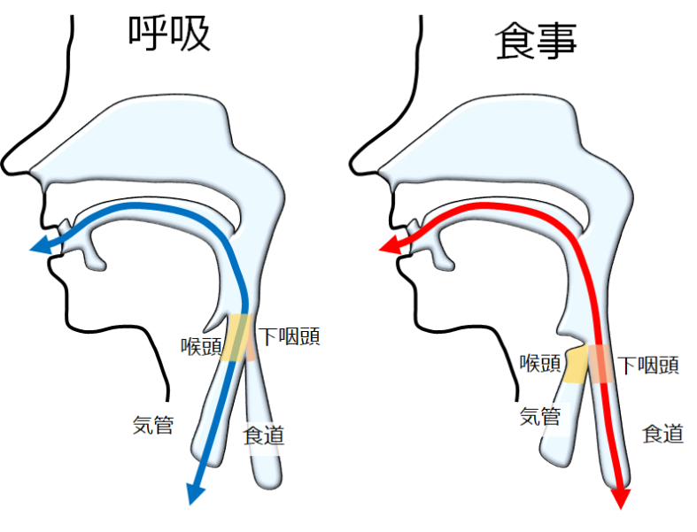 図28：頸部のしくみ